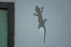 Gekko smithii
