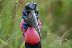 Bucorvus abyssinicus