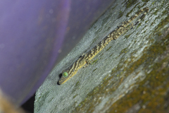 Gekko smithii