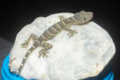 Gekko smithii