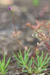 Phemeranthus calcaricus