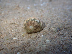 Nerita albicilla