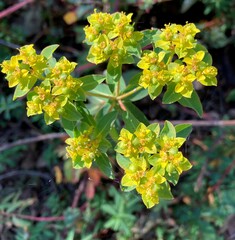 Euphorbia oblongata