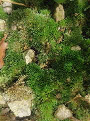 Bryum
