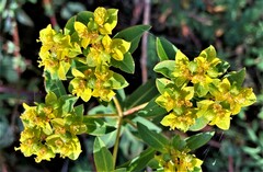 Euphorbia oblongata