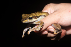 Polypedates macrotis