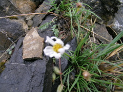 Erigeron ochroleucus