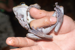 Polypedates macrotis