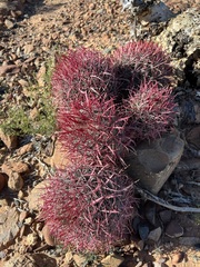 Ferocactus gracilis