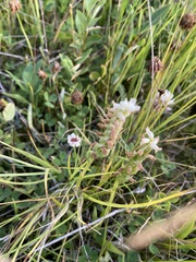 Spiranthes romanzoffiana