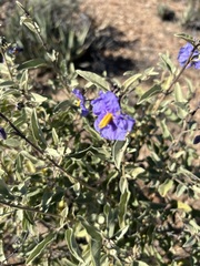 Solanum hindsianum
