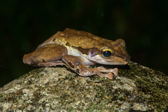 Polypedates macrotis