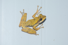 Polypedates macrotis