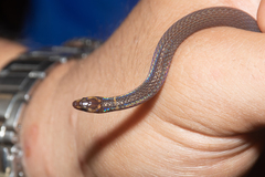 Pseudorabdion longiceps