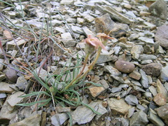 Erigeron ochroleucus