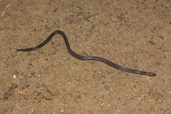 Pseudorabdion longiceps