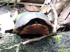 Kinosternon scorpioides
