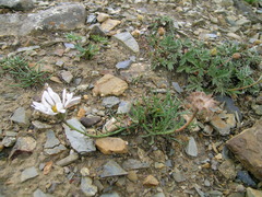 Erigeron ochroleucus