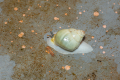 Amphidromus atricallosus