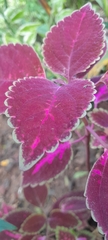 Coleus scutellarioides