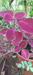 Coleus scutellarioides