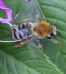 Eucera