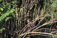 Alcedo atthis