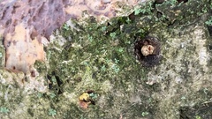 Dermatocarpon luridum