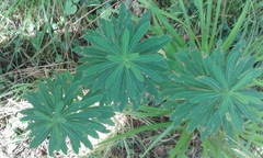 Euphorbia amygdaloides