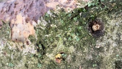 Dermatocarpon luridum