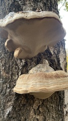 Fomes fomentarius