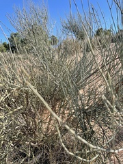 Ephedra fragilis