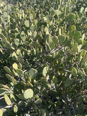 Maytenus phyllanthoides