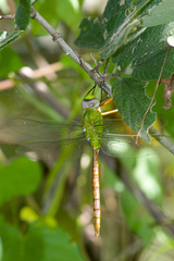 Anax longipes