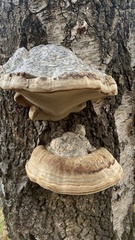 Fomes fomentarius