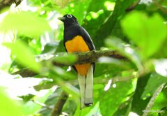 Trogon chionurus