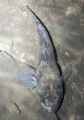 Odontobutis obscurus