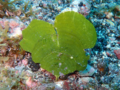 Chlorophyta