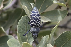 Lampetis drummondi