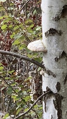 Fomitopsis betulina