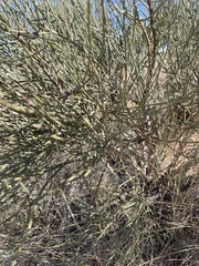 Ephedra fragilis
