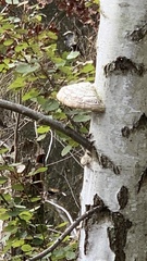 Fomitopsis betulina