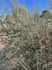 Ephedra fragilis