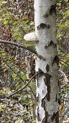 Fomitopsis betulina