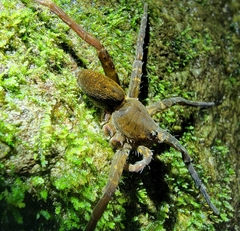 Dolomedes raptor