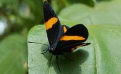 Panara soana