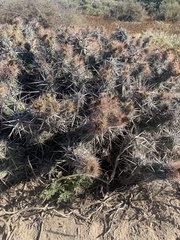 Corynopuntia invicta