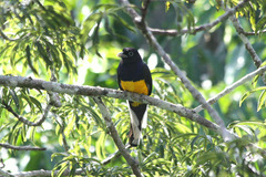 Trogon viridis
