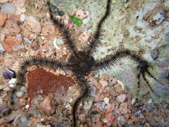 Ophiocoma scolopendrina