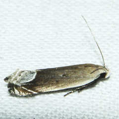 Anacampsis paltodoriella